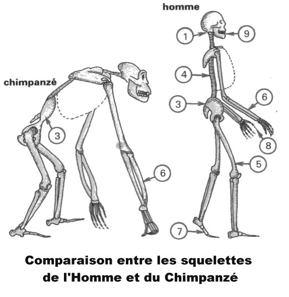 comparaison homme singe.jpg